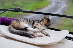 Gypsy was enjoying it.