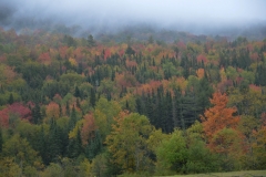 The colors were muted.