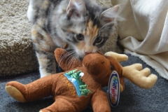 We brought Gypsy and Bailey souvenir toys from the creamery.