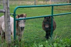 We watched the ponies in the pasture below.
