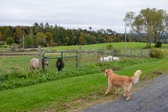 The next morning, Bailey wanted to meet our neighbors.