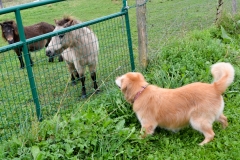 The Bailey tried to get them to play.