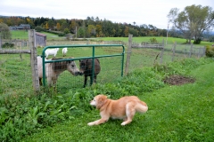 She raced in circles, but the ponies just stood there.