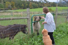 She fed the ponies, and Bailey, too.