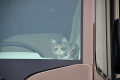 She didn't care to meet the ponies.