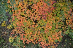 It was nice to get some color shots NOT from a moving vehicle.