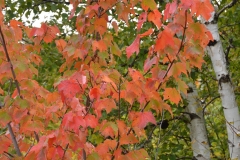 Maple and birch, my favorites.