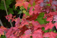 The colors might not be in their peak.