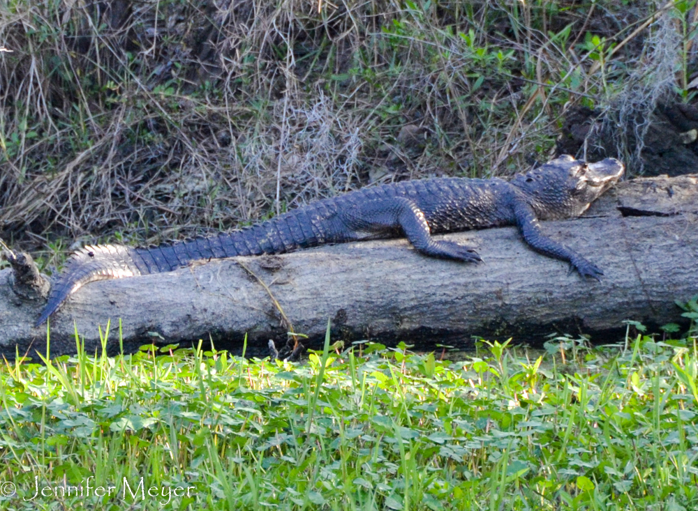 Basking gator.