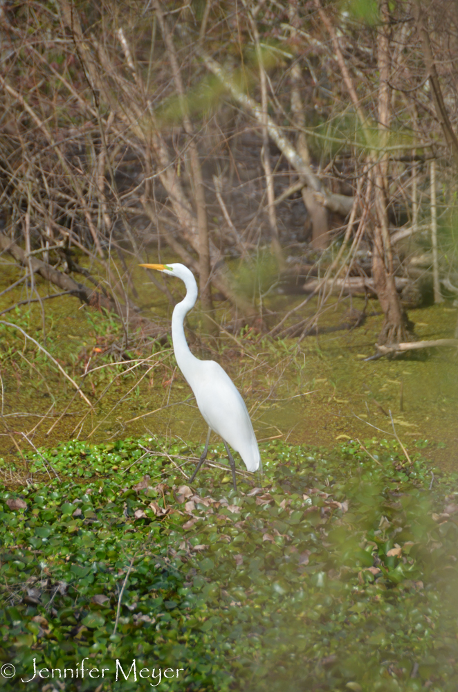 Heron in the swamp near our site.