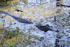 A small alligator.