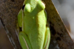 Tree frog.