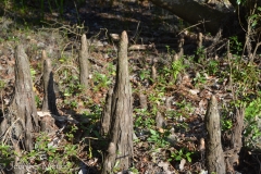 Cypress "knees" are roots that grow upward.