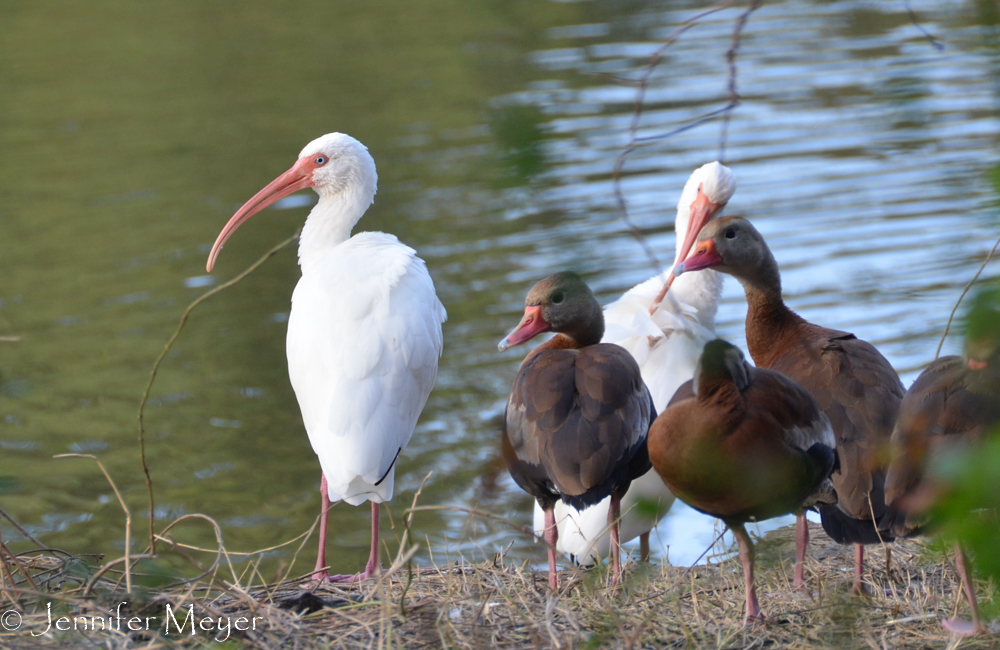 Ibis and ducks.