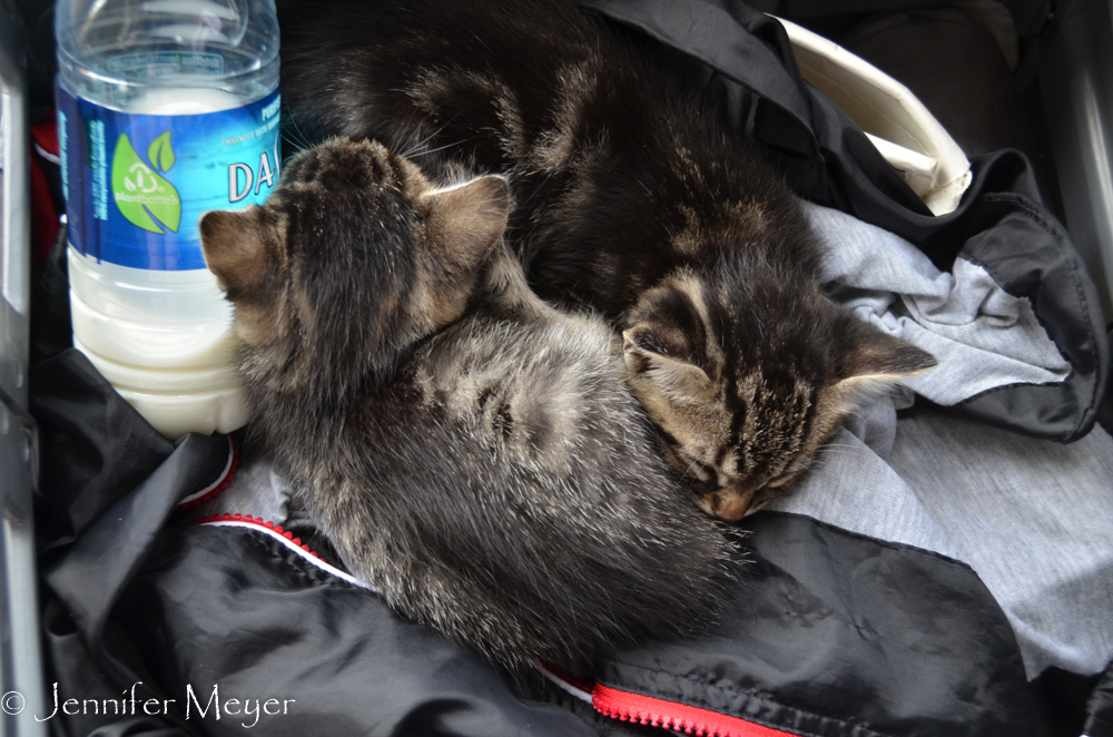 Good thing he wasn't looking for a home for these two.