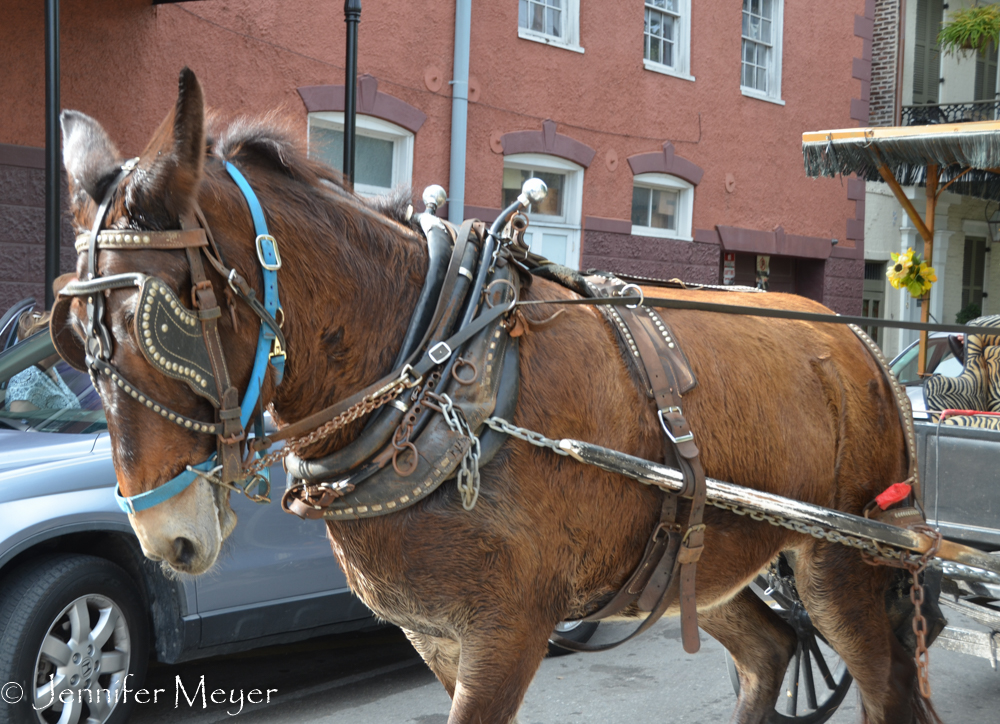 This mule looked overworked to me.