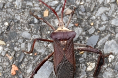 This stink bug made Gypsy sick.