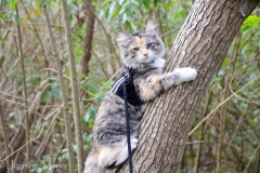 Gypsy took an unexpected leap onto a tree.