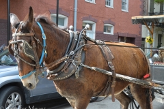 This mule looked overworked to me.