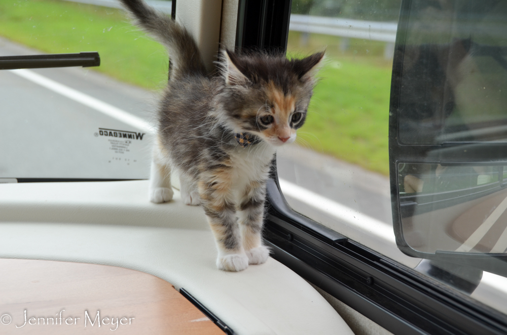 She gets a little frisky on the dash.