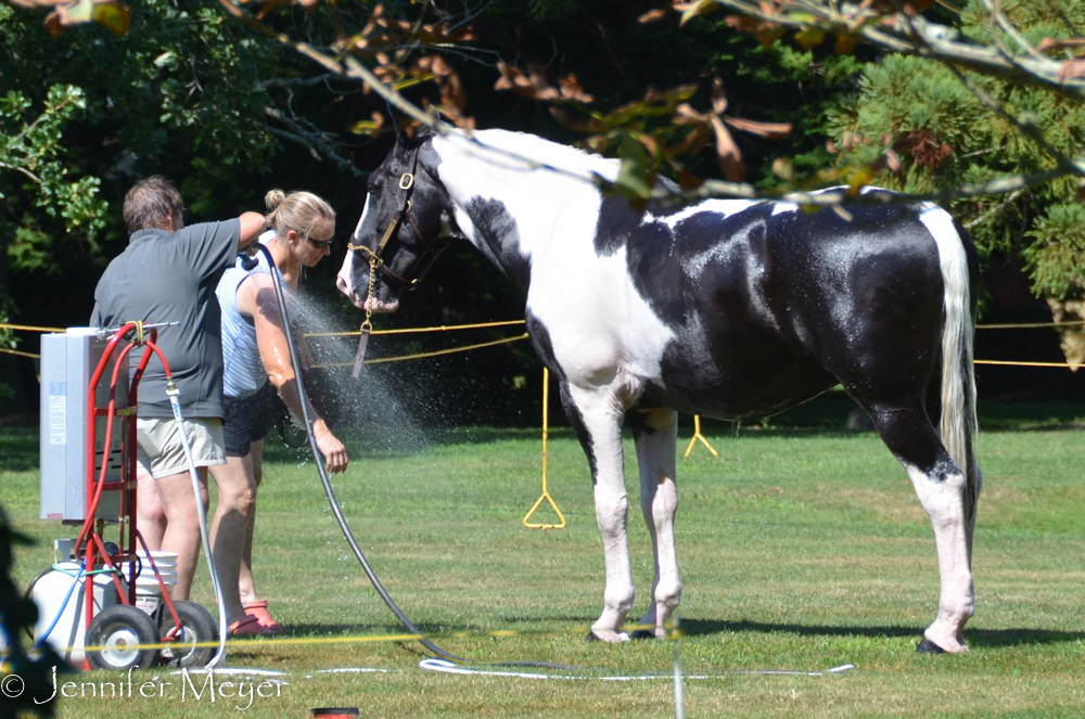 All the horses were getting bathed.