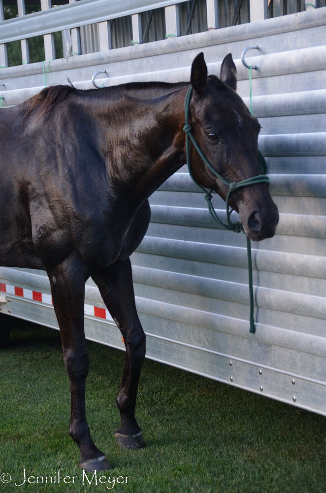 The horses got to cool down and get bathed.