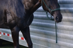 The horses got to cool down and get bathed.