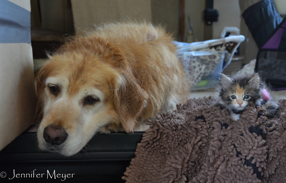 The fur kids were waiting patiently for us.