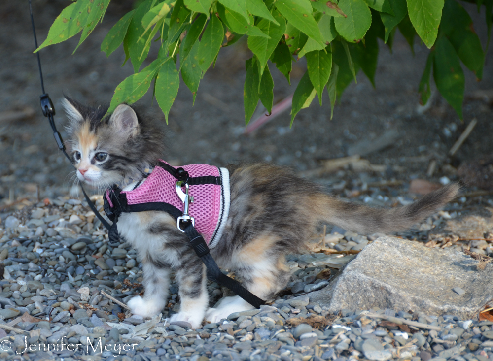 Gypsy explored the rocky shore.