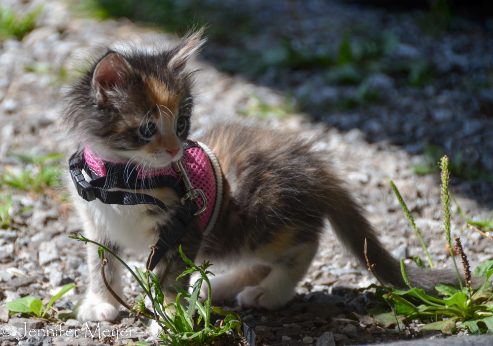 Gypsy loves exploring the outdoors.
