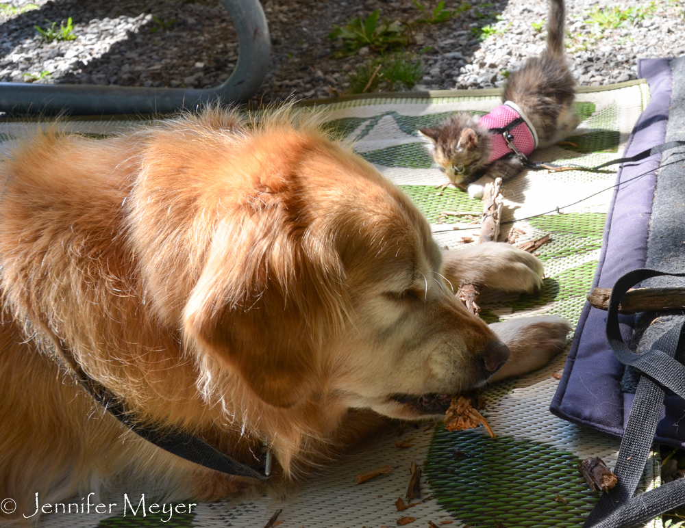 Back home, Gypsy was very curious about Bailey's stick chewing.