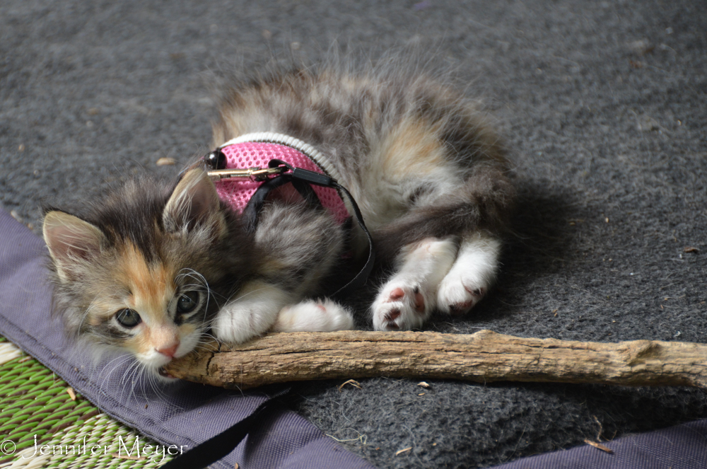 A little later, she plopped down on the dog bed and starting chewing Bailey's stick.
