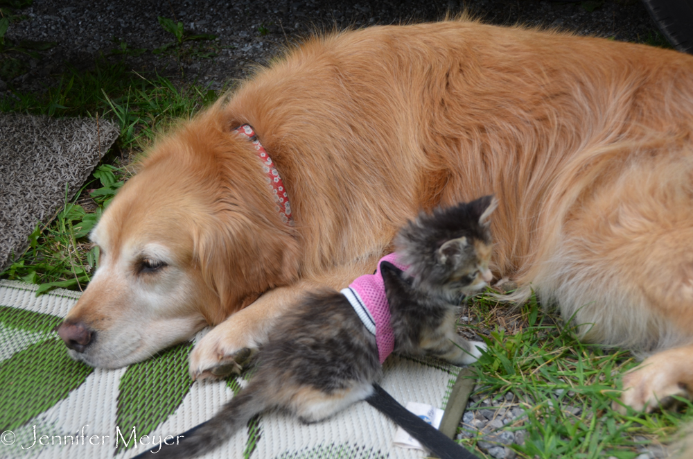 But she tolerates her.