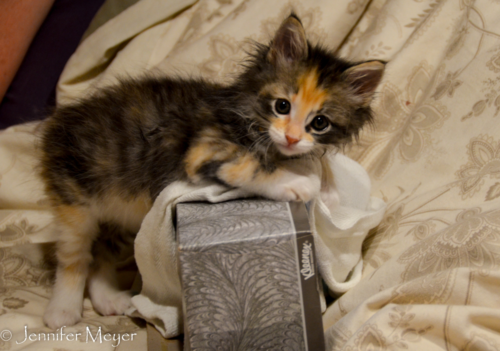 Gypsy's favorite toy is a Kleenex box.