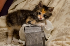 Gypsy's favorite toy is a Kleenex box.
