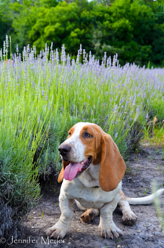 The farm dog, Fred, followed us.