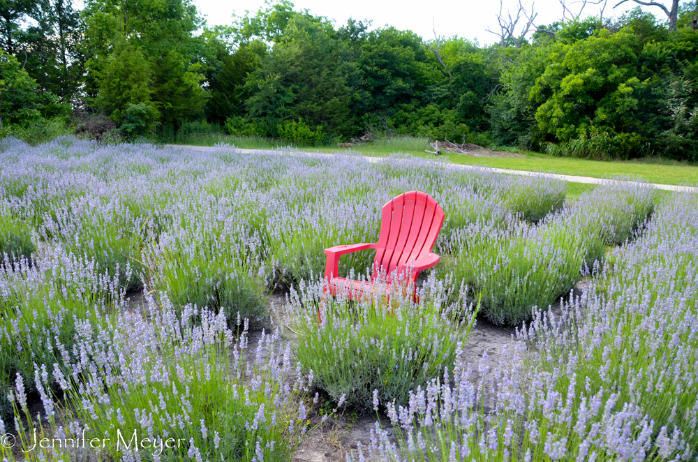 Chair in a lavender field.