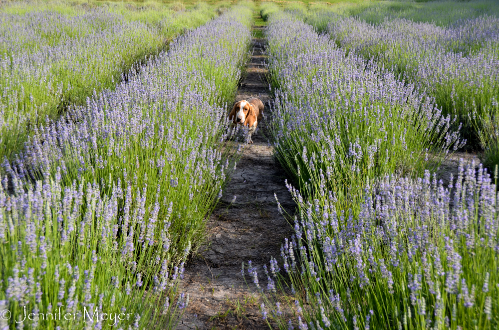 Fred in the field.