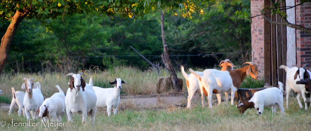 On the drive home, free-range goats in a yard.