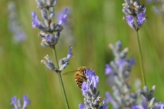 Bee on lavender.