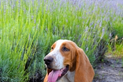 The farm dog, Fred, followed us.