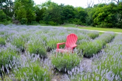 Chair in a lavender field.