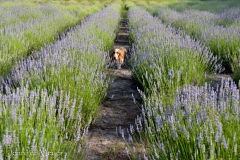 Fred in the field.