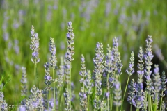 Lavender blooms.