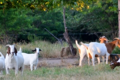 On the drive home, free-range goats in a yard.