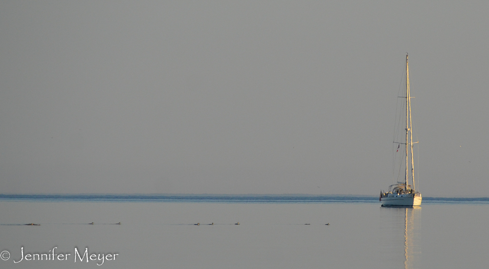 A line of loons passes a sailboat.
