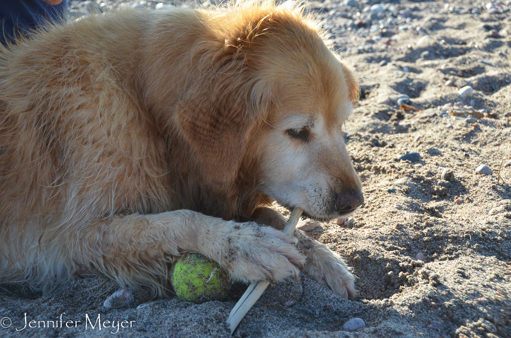 Bailey's got both a ball and a stick.
