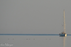 A line of loons passes a sailboat.