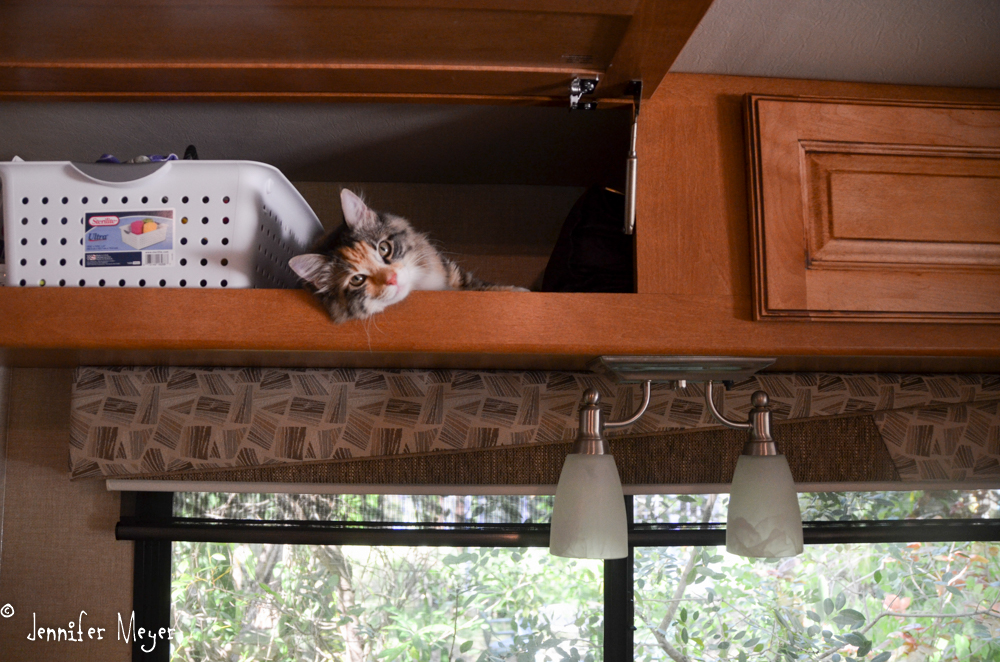 Back in Bessie, Gypsy discovered a new cozy spot.