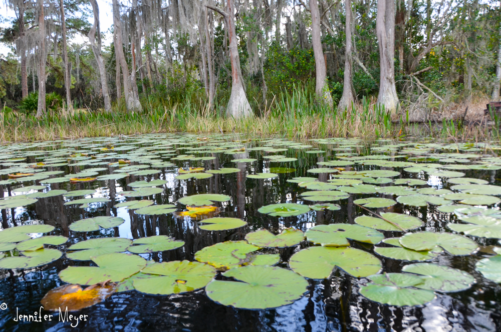 Lily pads and cypress trees.